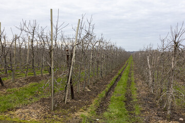 Vineyard with rows of supporting wooden sticks under a blue cloudy sky