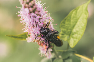Selective focus shot of Carpenter bee sipping nectar from a pink flower