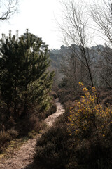 Morning woodland walk