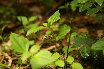 Shallow focus of Pimpinella brachycarpa plants  in the forest in Kabala, Sierra Leone