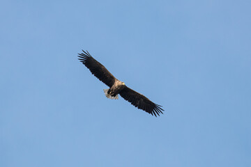 White-tailed eagle, Haliaeetus albicilla, soars in the sky, large bird of prey, claw strength, large claws and thick beak, wide wings, long feathers, majestic predatory hunter