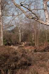 Morning woodland walk