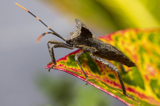 Macro shot of Acanthocephala terminalis a species of leaf-footed bug