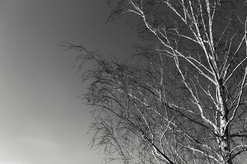 Black and white photo. Natural abstract background of birch tree branches.