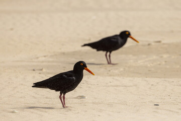 Closeup shot of a sooty oystercatcher bird on a seashore in South Africa