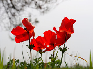 Four red anemones against a cloudy sky