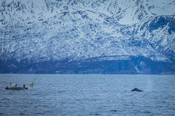 Humpback whale, Megaptera novaeangliae