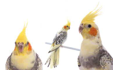Obraz premium poltrait parrot corella isolated on white background