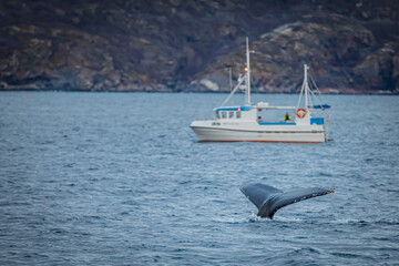 Humpback whale, Megaptera novaeangliae © Marcin