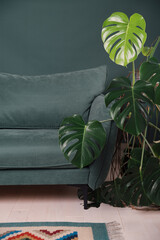 modern scandinavian couch with plant near. urban jungle