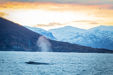Humpback whale, Megaptera novaeangliae © Marcin