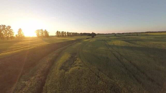 Flying on a drone, flying over a blooming summer field at sunset in the sunlight.Flying with birds. Flight at sunset. A sunny summer day. Aerial photography . FPV flights. High-speed flights.	
