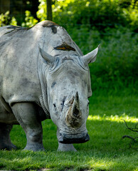 Vertical close up shot of white rhino  on a green forest © Col Armo/Wirestock Creators