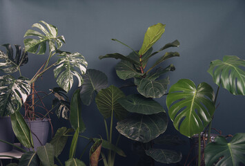 urban jungle flowers next to the green wall