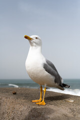 Close-up of a Seagull head up. Biarritz, Basque Country of France.