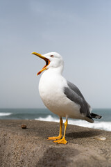 Fototapeta na wymiar Close-up of a Seagull beak opened. Biarritz, Basque Country of France.