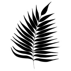 Tropical, palm leaves. Vector illustration for  card, home decor. 
Isolated on white backdrop. 