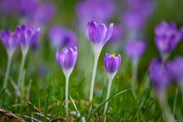 Beautiful crocus flowers, springtime natural outdoor background