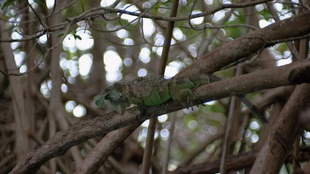 Iguana eating a leaf, sitting on a mangrove tree, Mexico.