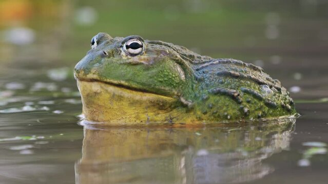 Close Up Of Male African Bullfrog In Shallow Pond Water During Mating Season.