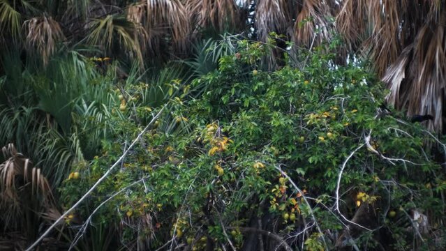 Steady-cam shot of mangrove, floating from the boat.