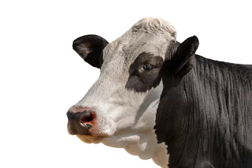  Closeup of a White and black head of a cow isolated on white background. Alps, Italy, south Europe. © Alberto Masnovo