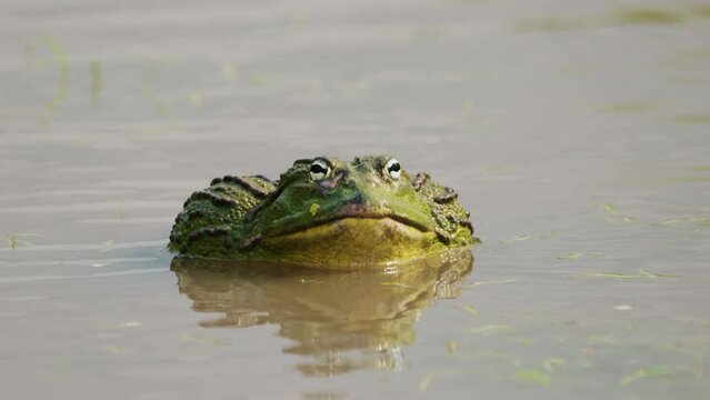 Giant Male African Bullfrog (Pyxicephalus Adspersus) In Water During Rainy Season In Central Kalahari Game Reserve, Botswana. close up, front view