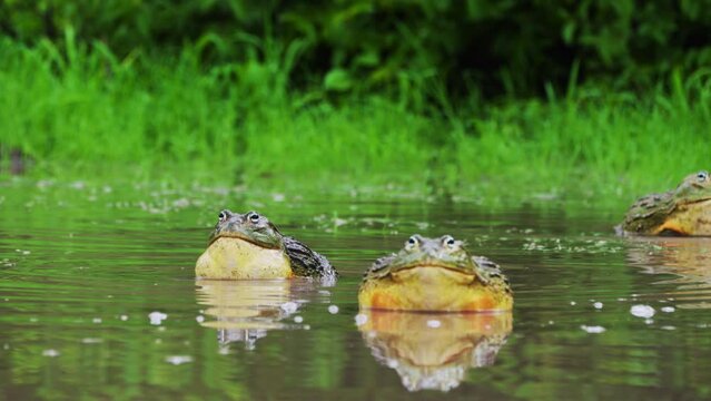African Bullfrogs In Swamp During Rainy Season. Pyxicephalus Adspersus In Central Kalahari Game Reserve, Botswana. wide