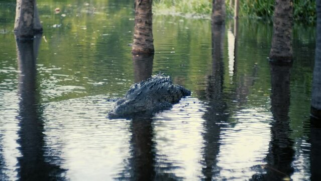 Crocodile resting still in the lagoon, Mexico, Ventanilla.