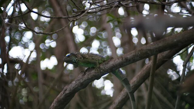 Iguana sitting on a mangrove tree, looking around.