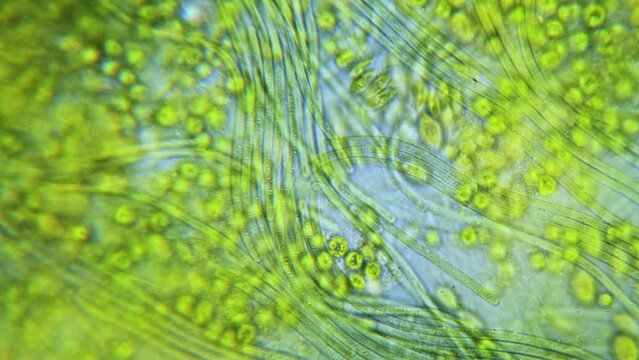 Cyanobacteria and green algae movement under microscope