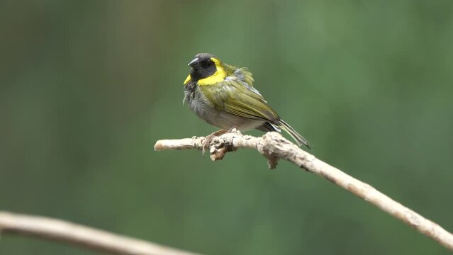 Macro close up of pretty grey bird with yellow neck perched on branch of tree in nature