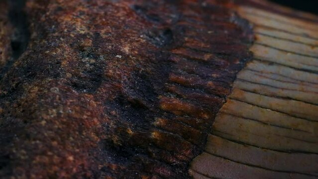 Macro Close Up of a Megalodon Tooth