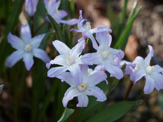 Chionodoxa luciliae | Gloire des neiges ou la gloires de la neige de Lucile à fleurs étoilées...