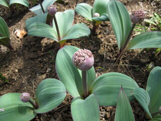 Flowering Ornamental Onion, Allium karataviense