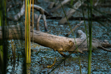 Wild pond, swamp area, rushes and wildlife - wild thickets, shelter for animals, natural nature full of wildness and many creatures