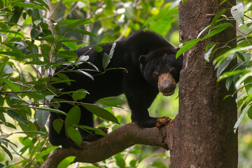 Borneon Sun Bear or Malayan Sun Bear at wild.