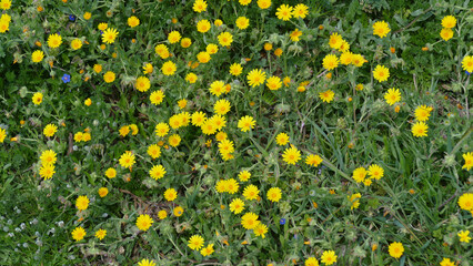 Margherite © Steve Fossiant