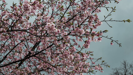雨上がりの河津桜
