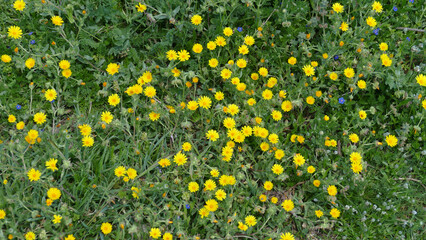 Margherita © Steve Fossiant