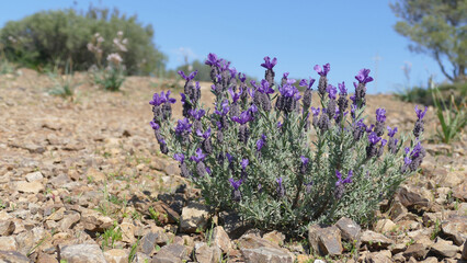 Lavanda selvatica