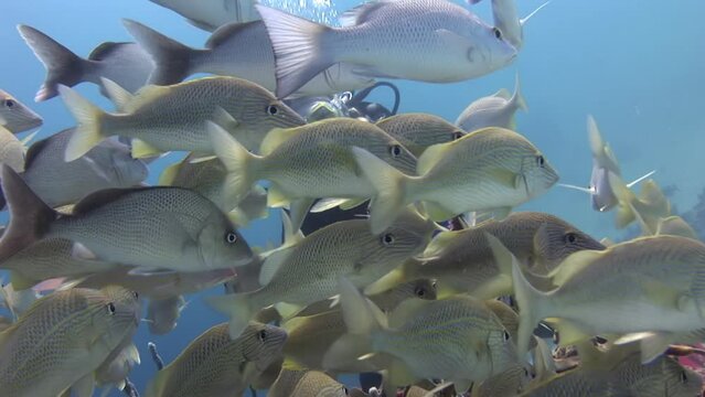 School of tropical fish (Trevally) and colorful corals under the pier. Scuba diving in the blue ocean, underwater video. Corals and fishes, marine wildlife in Bahamas.