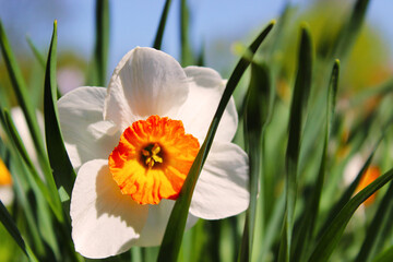 Narcissus white flower on green grass background