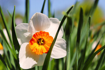 Fototapeta premium Narcissus white flower on green grass background