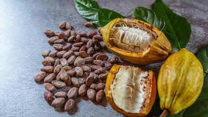 Cocoa Beans and Cocoa Fruits   with raw Cocoa