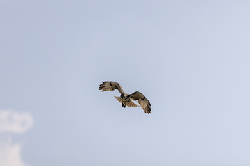Red-tailed Hawk flying in the calm blue sky