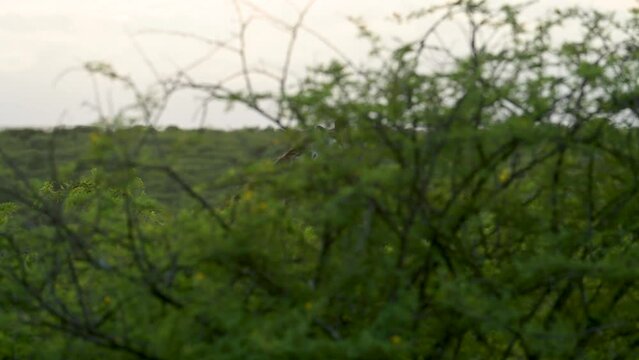 Giraffe im Naturreservat im Hluhluwe Nationalpark S&uuml;dafrika