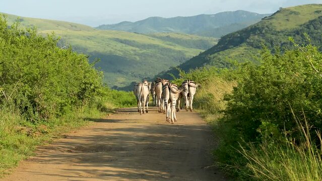 Zebras im Naturreservat Hluhluwe Nationalpark S&uuml;dafrika