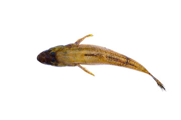 Fresh goby fish isolated on white background.