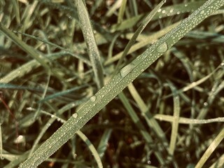 Green grass blades with drops of morning hours closeup
